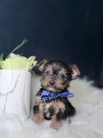 Lucky , a male Yorkshire Terrier for sale in Homewood, IL – 2 of 5