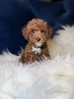 Rose , a female Poodle - Toy  for sale in Oak Brook, IL – 3 of 7