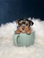 Benny , a male Yorkshire Terrier for sale in Olympia Fields, IL – Photo 1 of 3