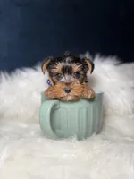 Benny , a male Yorkshire Terrier for sale in Olympia Fields, IL – Photo 3 of 3