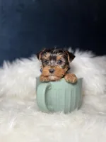 Benny , a male Yorkshire Terrier for sale in Olympia Fields, IL – Photo 2 of 3