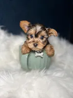 Missy , a female Yorkshire Terrier for sale in Skokie, IL – 2 of 5