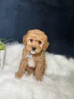 Lily , a male Miniature Goldendoodle for sale in Homewood, IL – 2 of 4
