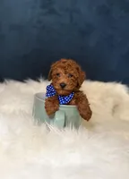 PeeWee, a female Poodle - Toy  for sale in Olympia Fields, IL – Photo 1 of 2