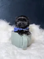 Gucci, a male Shihpoo for sale in Homewood, IL – 2 of 5