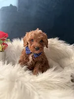 Apollo , a male Miniature Goldendoodle for sale in Olympia Fields, IL – Photo 3 of 3