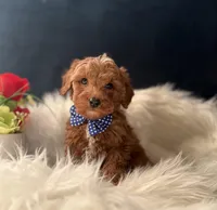 Apollo , a male Miniature Goldendoodle for sale in Olympia Fields, IL – Photo 1 of 3