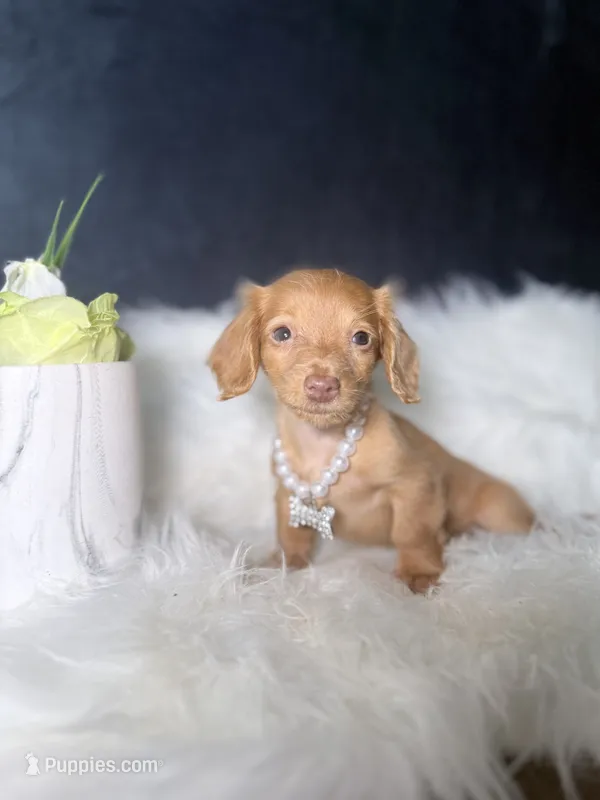 Sweetie  – Miniature Dachshund puppy for sale in Homewood, IL