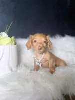 Sweetie , a female Miniature Dachshund for sale in Homewood, IL – 1 of 3