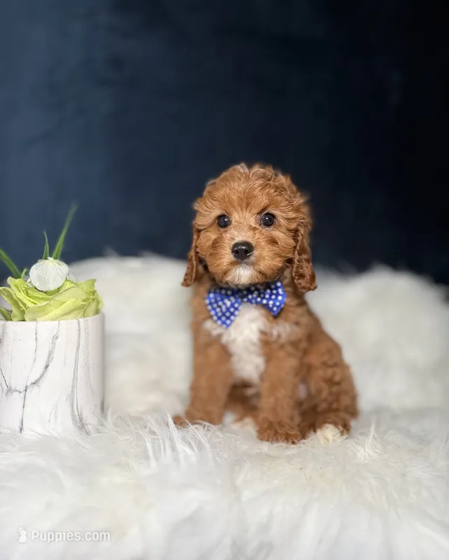Buddy  – Cavapoo puppy for sale in Homewood, IL