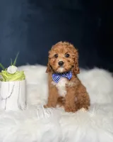 Buddy , a male Cavapoo for sale in Homewood, IL – 1 of 2