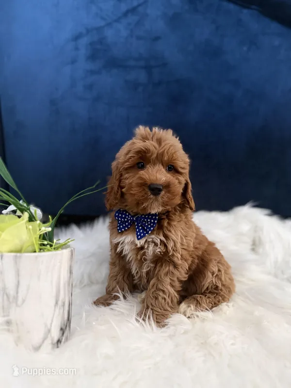 Teddy  – Miniature Goldendoodle puppy for sale in Olympia Fields, IL