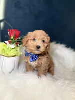 Art, a male Miniature Goldendoodle for sale in Olympia Fields, IL – Photo 3 of 3