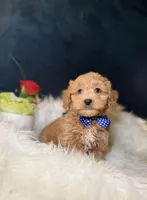 Art, a male Miniature Goldendoodle for sale in Olympia Fields, IL – Photo 1 of 3