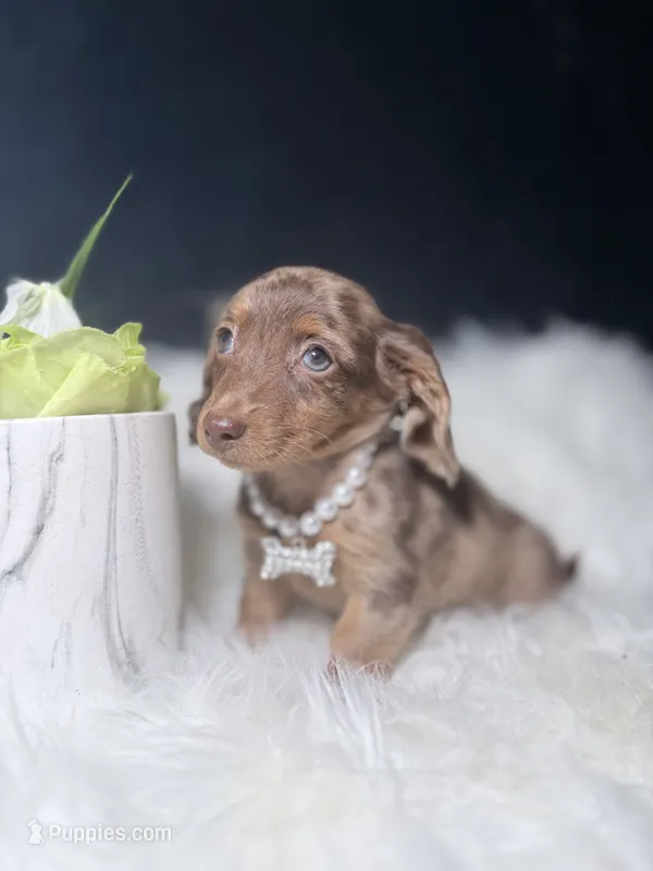 Marble  – Miniature Dachshund puppy for sale in Homewood, IL
