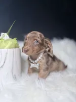 Marble , a female Miniature Dachshund for sale in Homewood, IL – 1 of 3