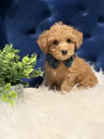 Benji, a male Miniature Goldendoodle for sale in Oak Brook, IL – 3 of 4
