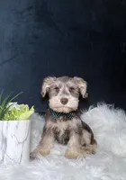 Loki , a male Miniature Schnauzer for sale in Homewood, IL – 2 of 2
