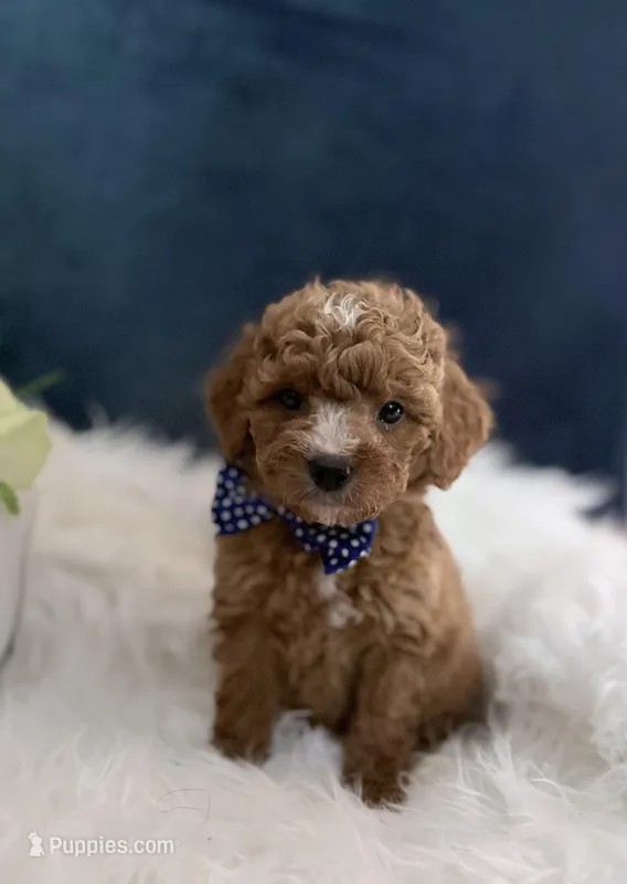 Tyler  – Miniature Goldendoodle puppy for sale in Homewood, IL