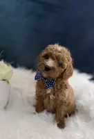 Tyler , a male Miniature Goldendoodle for sale in Homewood, IL – Photo 3 of 5