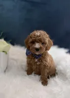 Tyler , a male Miniature Goldendoodle for sale in Homewood, IL – Photo 4 of 5