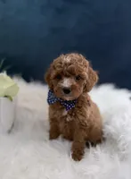 Tyler , a male Miniature Goldendoodle for sale in Homewood, IL – Photo 2 of 5