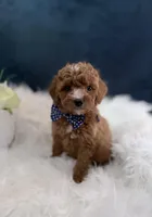 Tyler , a male Miniature Goldendoodle for sale in Homewood, IL – Photo 5 of 5