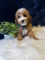 Teddy , a male Miniature Goldendoodle for sale in Oak Brook, IL – 3 of 3