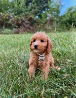 Molly , a female Miniature Goldendoodle for sale in Oak Brook, IL – 2 of 2