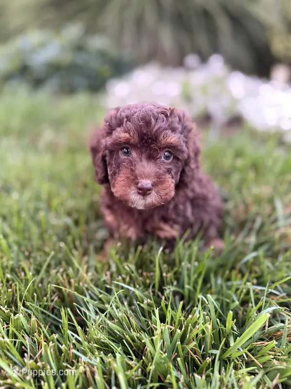 Teddy  – Poodle - Toy  puppy for sale in Oak Brook, IL