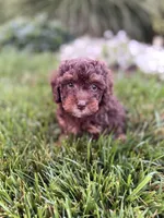 Teddy , a male Poodle - Toy  for sale in Oak Brook, IL – 1 of 3