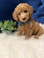 Milo, a male Miniature Goldendoodle for sale in Oak Brook, IL – 7 of 8