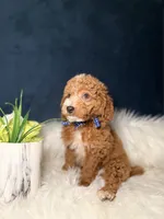 Oliver , a male Miniature Goldendoodle for sale in Homewood, IL – Photo 4 of 4