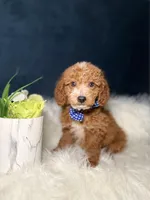 Oliver , a male Miniature Goldendoodle for sale in Homewood, IL – Photo 3 of 4