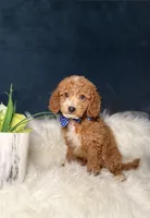 Oliver , a male Miniature Goldendoodle for sale in Homewood, IL – Photo 2 of 4