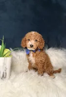 Oliver , a male Miniature Goldendoodle for sale in Homewood, IL – Photo 1 of 4
