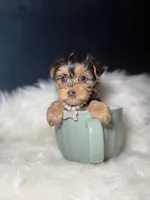 Sarah Lee, a female Yorkshire Terrier for sale in Olympia Fields, IL – Photo 3 of 3