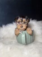 Sarah Lee, a female Yorkshire Terrier for sale in Olympia Fields, IL – Photo 2 of 3