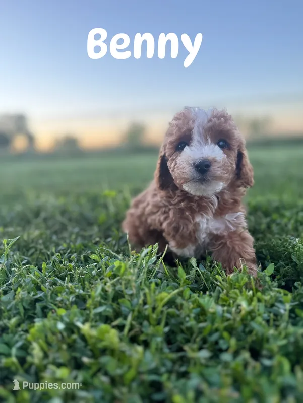 Benny (Micro)  – Miniature Goldendoodle puppy for sale in Homewood, IL