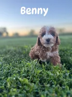 Benny (Micro) , a male Miniature Goldendoodle for sale in Homewood, IL – 1 of 2