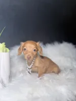 Sweetie , a female Miniature Dachshund for sale in Homewood, IL – 3 of 3
