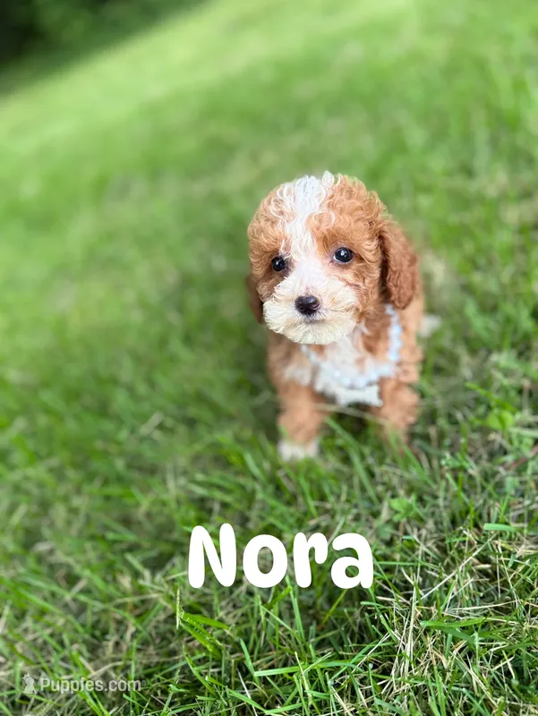 Nora (Micro)  – Miniature Goldendoodle puppy for sale in Homewood, IL