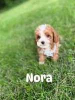 Nora (Micro) , a female Miniature Goldendoodle for sale in Homewood, IL – 1 of 1