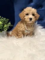 Sweetie , a female Miniature Goldendoodle for sale in Oak Brook, IL – 3 of 5