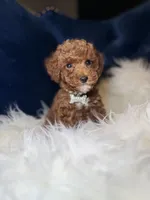 Rose , a female Poodle - Toy  for sale in Oak Brook, IL – 2 of 7