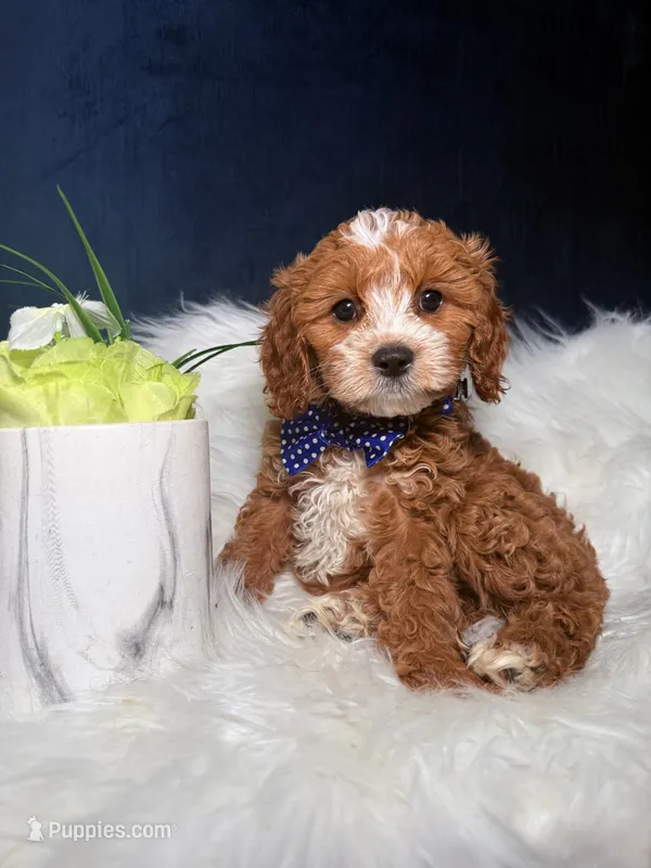 Chase  – Cavapoo puppy for sale in Homewood, IL