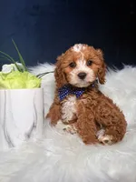 Chase , a male Cavapoo for sale in Homewood, IL – 1 of 1