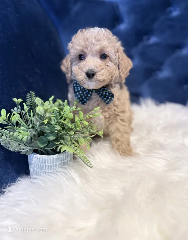 Biscuit  – Miniature Goldendoodle puppy for sale in Oak Brook, IL