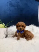 Micro Mini Joey , a male Miniature Goldendoodle for sale in Olympia Fields, IL – Photo 2 of 2