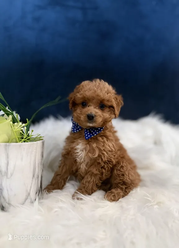 Micro Mini Joey  – Miniature Goldendoodle puppy for sale in Olympia Fields, IL